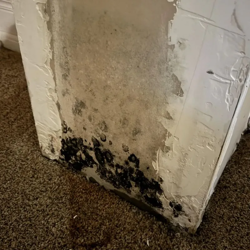 Professional Mold Removal in Chariton, IA